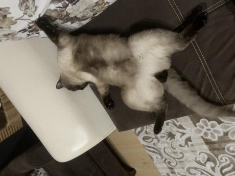 Dişi çift aranıyor siyam