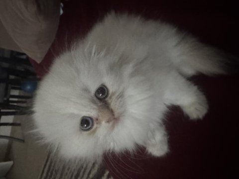 Kartopu maviş gözlü scottish fold