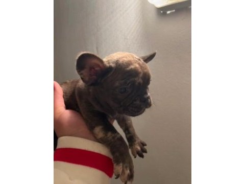 Renk ve anatomi güzeli exotic french bulldog yavrular