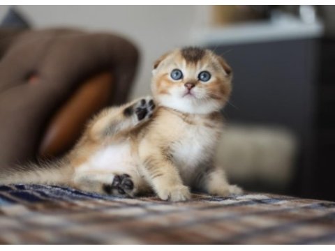 Top kafa scottish fold yavru