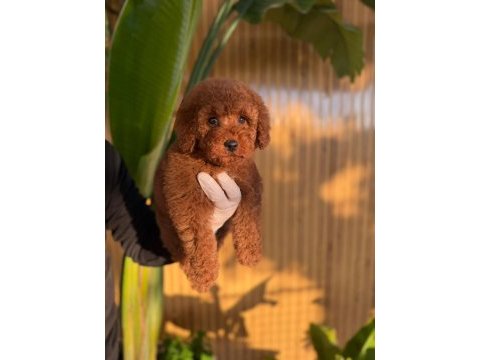 Toy poodle köpekleri