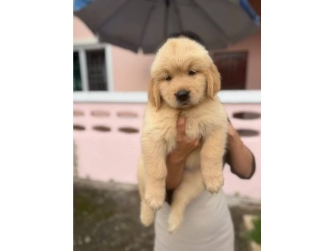 Babyface küt burun erkek ve dişi golden retriever