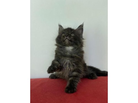 Maine coon black smoke erkek yavru