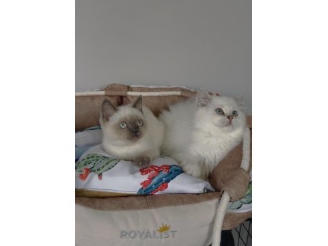 Maviş british shorthair/ longhair bebeğim 