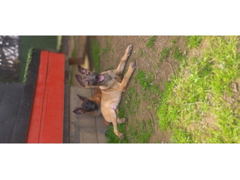Bursadan a kalite malinois yavrular