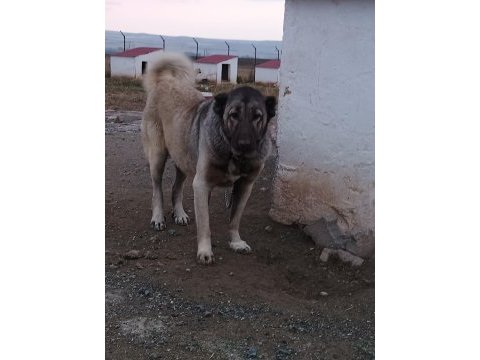 Kangal yavrusu