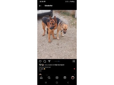 10 aylık alman çoban köpeği (workline- show line) melez