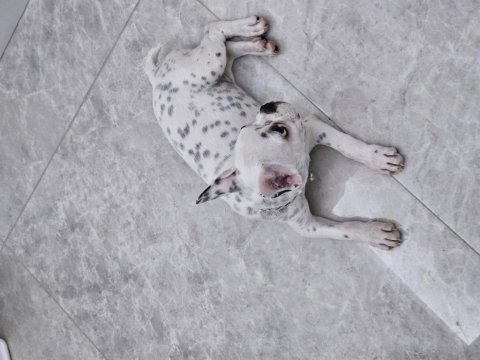 3 aylık dişi french bulldog yuva arıyoruz