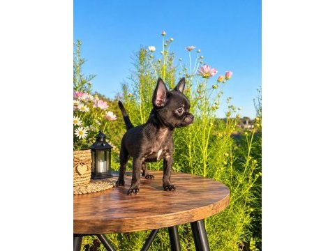 Mikro teacup siyahın en güzel tonu mükemmel erkek şivava