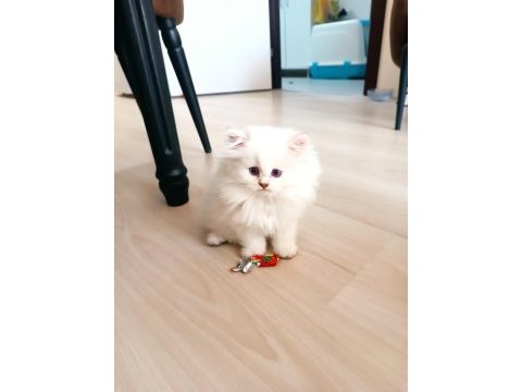 British shorthair yavrular