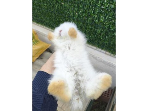 Safkan hollanda lop tavşan bebekler