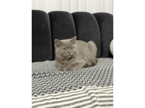Minik british shorthair dostumuza yuva arıyoruz