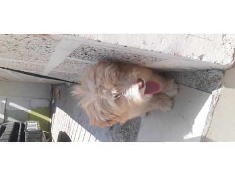 Maltese terrier yavru köpeğimiz