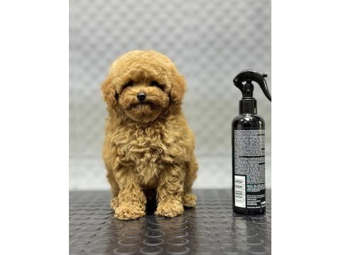 Kore erkek bebek yüzlü poodle yavrumuz