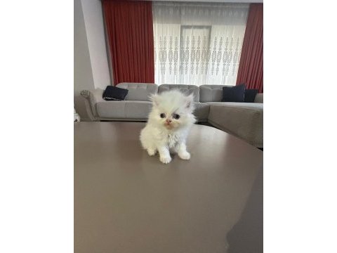 İran kedisi yavrularım