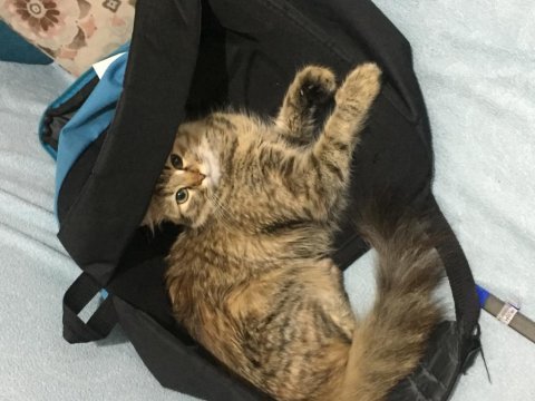 Tekir kızımız alisi sahiplendirmek istiyoruz