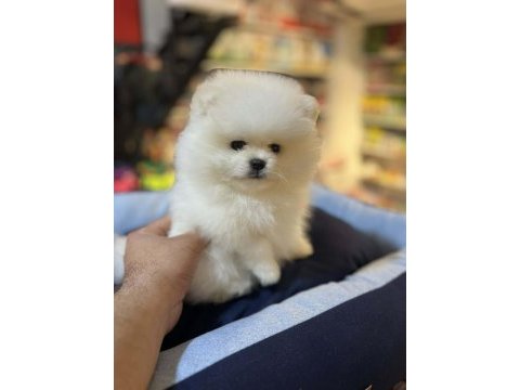 A kalite orjinal ayı surat pomerian boo yavrular
