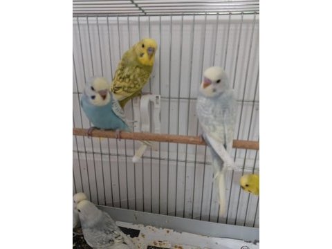 Muhabbet kuşu yeni yeme düşmüş