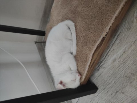 Scottish fold kırması