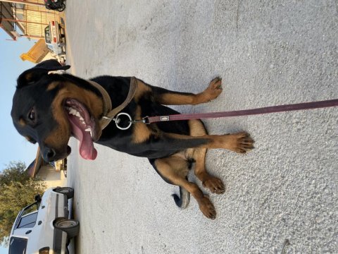 Rottweiler dişi 7 aylık