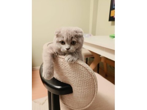 3 aylık kız bebek lilac scottish fold renk