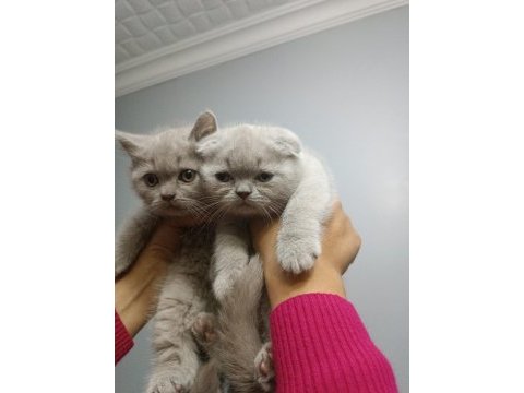 Scottish fold yavrumuz yeni yuvasına gitmeye hazır