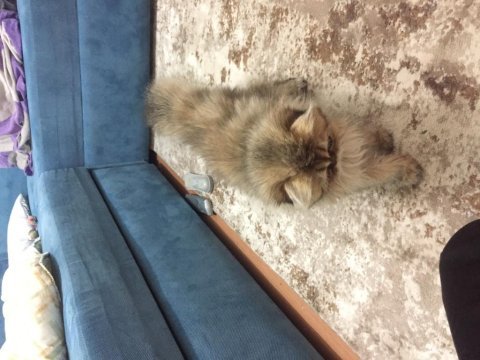 British longhair golden