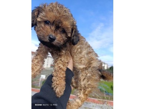 Maltipoo bebeğim
