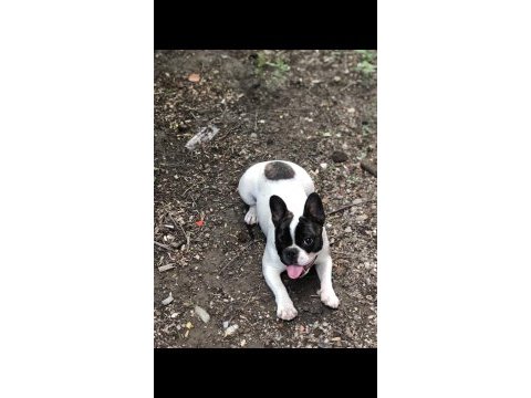 1.5 yaşında sağlıklı ve bakımlı dişi french bulldog