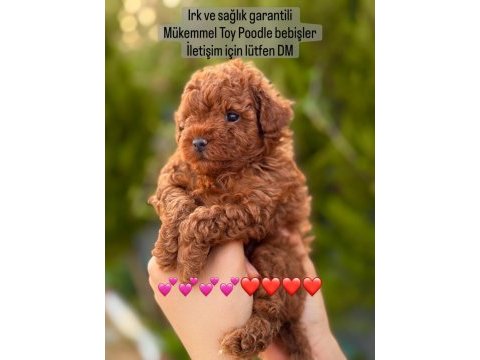 Yasal çiftlikten poodle yavrularımız