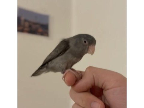 Forpus papağanı eğitimli