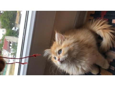 British longhair yavrular