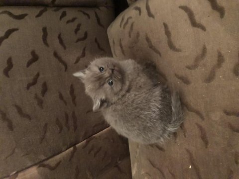 British shorthair bir aylık