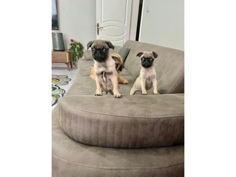 Sıfır burun a kalite pug bebekler
