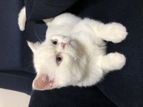 1 yaşında erkek exotic shorthair