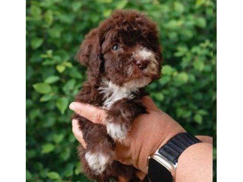 Çikolata poodle ve siyah inciler