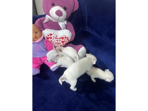 Saf kan chihuahua