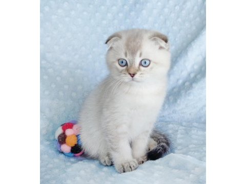 İlkbaharın en güzel scottish fold yavrusu