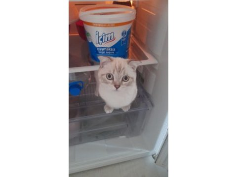 Sevimli british shorthair oğluşumuza yuva