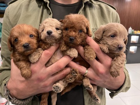 Irk ve sağlık garantili maltipoo yavrular
