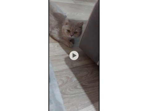 1 buçuk yaşında dişi british shorthair