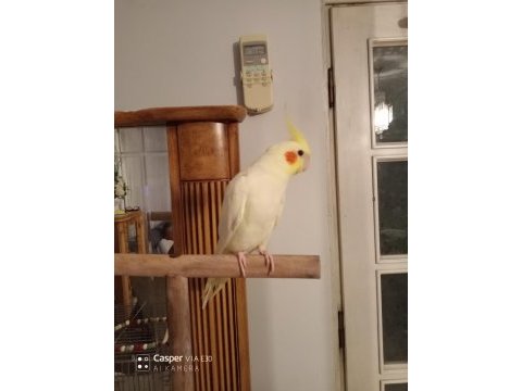 Kırmızı göz lutino sultan papağanı