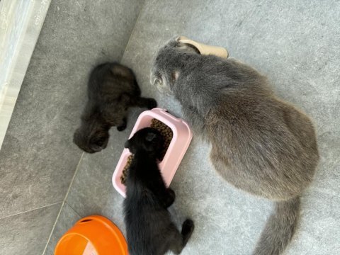 İki yavru kedimize, onları çok sevecek bir aile arıyoruz