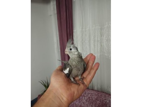 Acil sahiplendirme yavru kuşlar