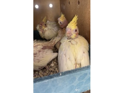 Sultan papağanı lutino yavrular