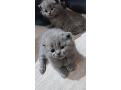 British shorthair bebeklerimize yeni yuva arıyoruz