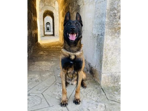 Safkan belçika malinois - koyu siyah