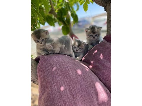 British shorthair yavru kırk günlük