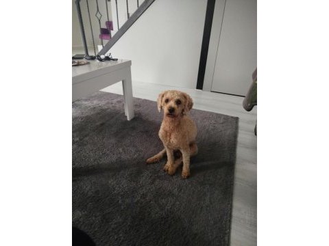Toy poodle köpeğimiz