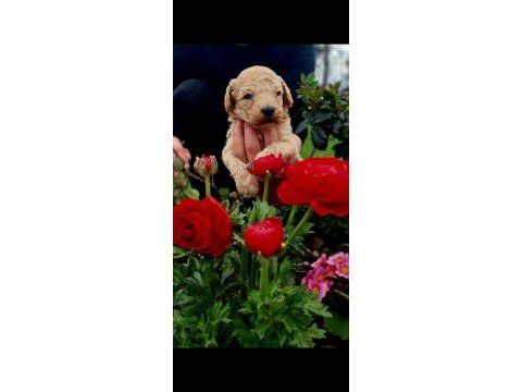 Toy poodle cinsi köpeklerim